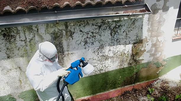 Trusted Black Mold Removal service in Elizabeth, PA - Cheap Mold Removal